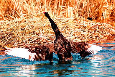 《夜族崛起》全新区域5月17日开放 幽腐之秘降临瓦尔多兰！