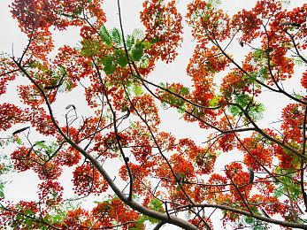 兽化战斗律师vs班味机甲女警《挚爱解体之因》多角色多设定公开